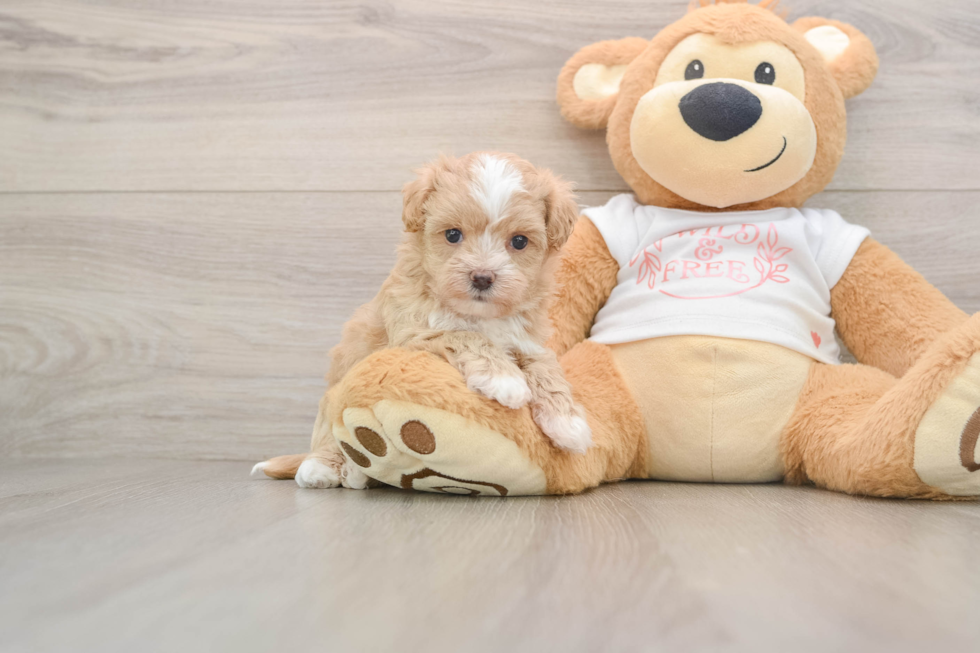 Little Malt Oodle Poodle Mix Puppy