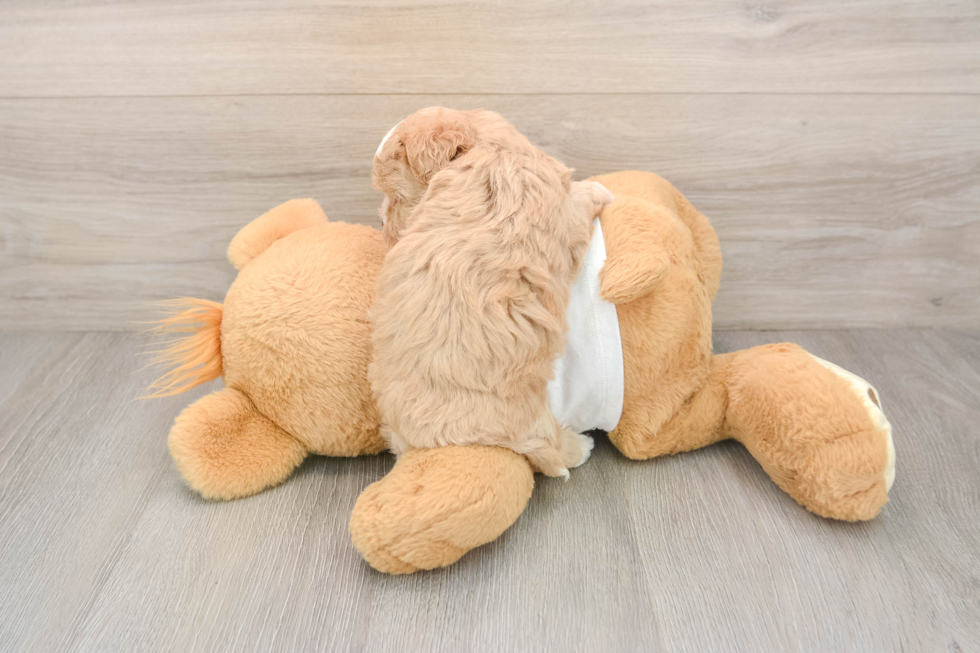 Maltipoo Pup Being Cute