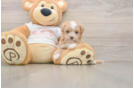 Friendly Maltipoo Baby