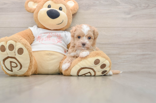 Friendly Maltipoo Baby