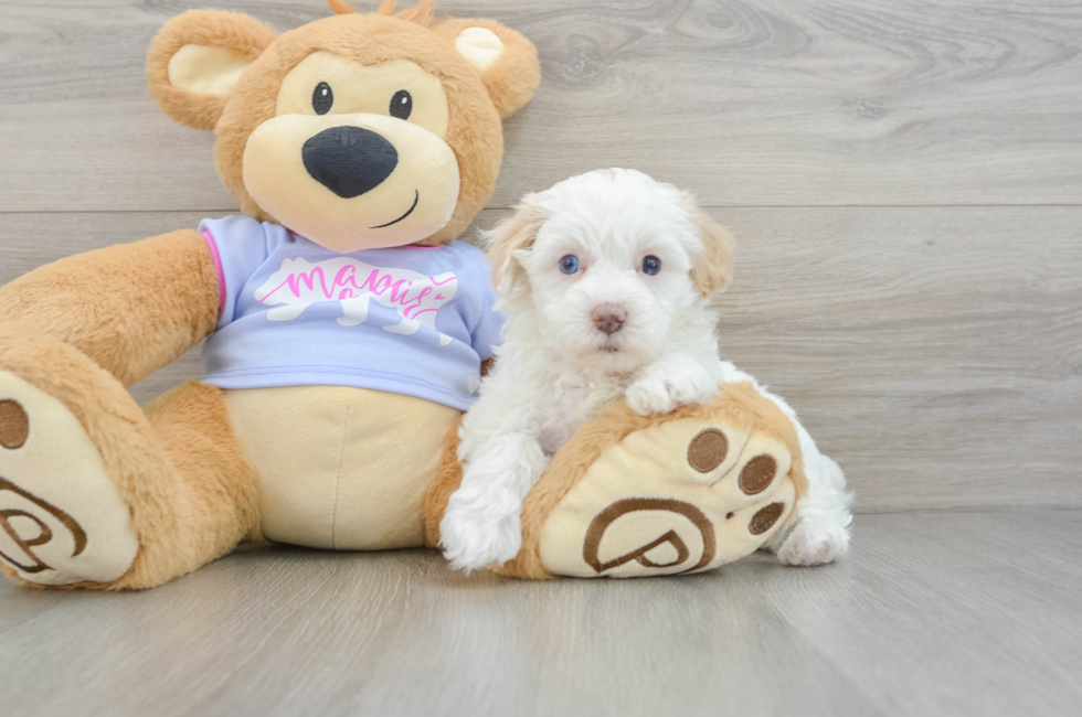 5 week old Maltipoo Puppy For Sale - Puppy Love PR