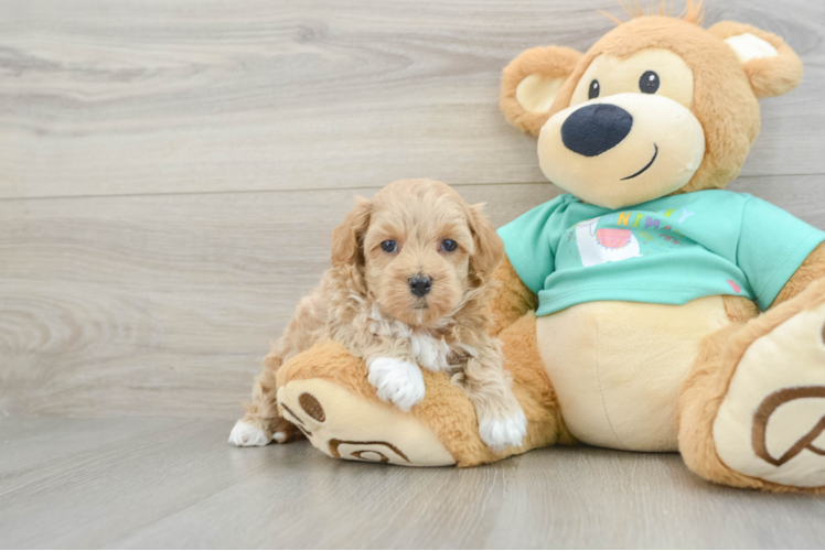 Maltipoo Puppy for Adoption