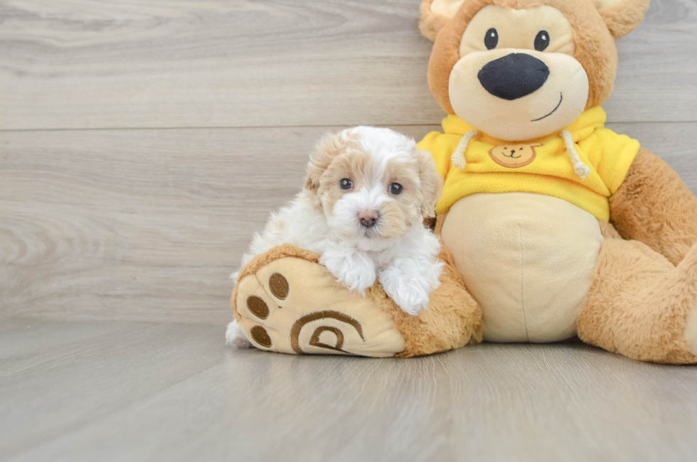 5 week old Maltipoo Puppy For Sale - Puppy Love PR