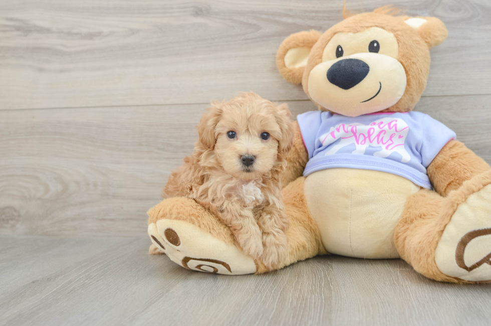 5 week old Maltipoo Puppy For Sale - Puppy Love PR