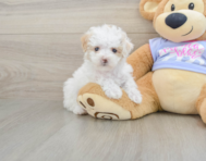 8 week old Maltipoo Puppy For Sale - Puppy Love PR