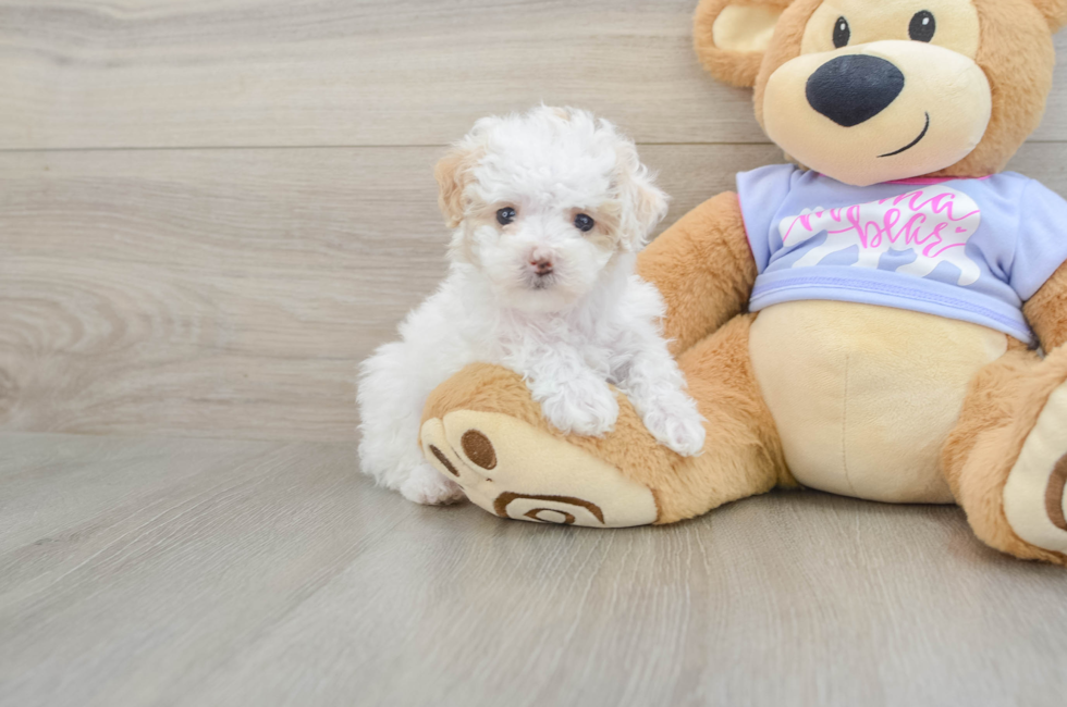 5 week old Maltipoo Puppy For Sale - Puppy Love PR