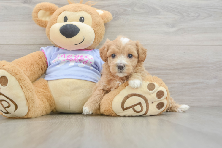 Small Maltipoo Baby