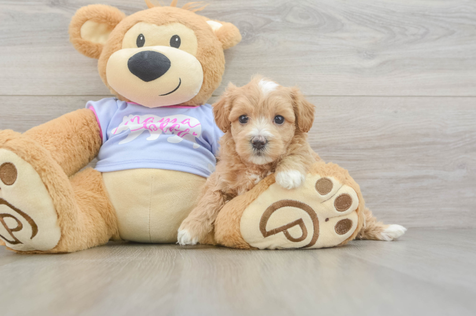 5 week old Maltipoo Puppy For Sale - Puppy Love PR