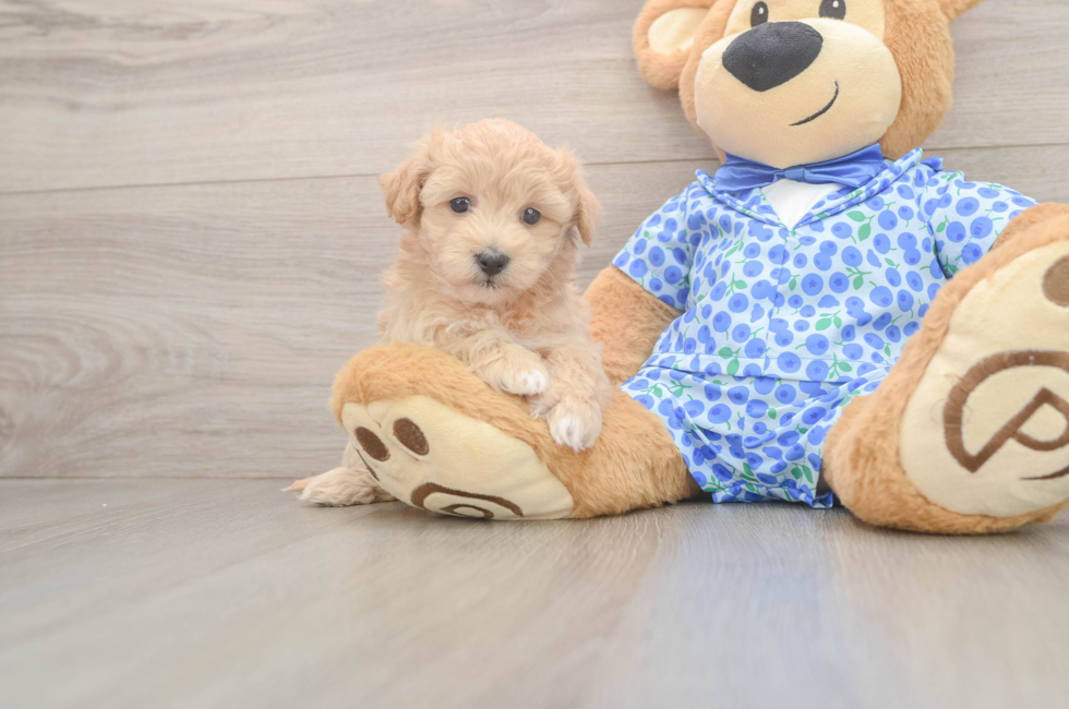 5 week old Maltipoo Puppy For Sale - Puppy Love PR