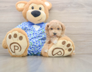 8 week old Maltipoo Puppy For Sale - Puppy Love PR