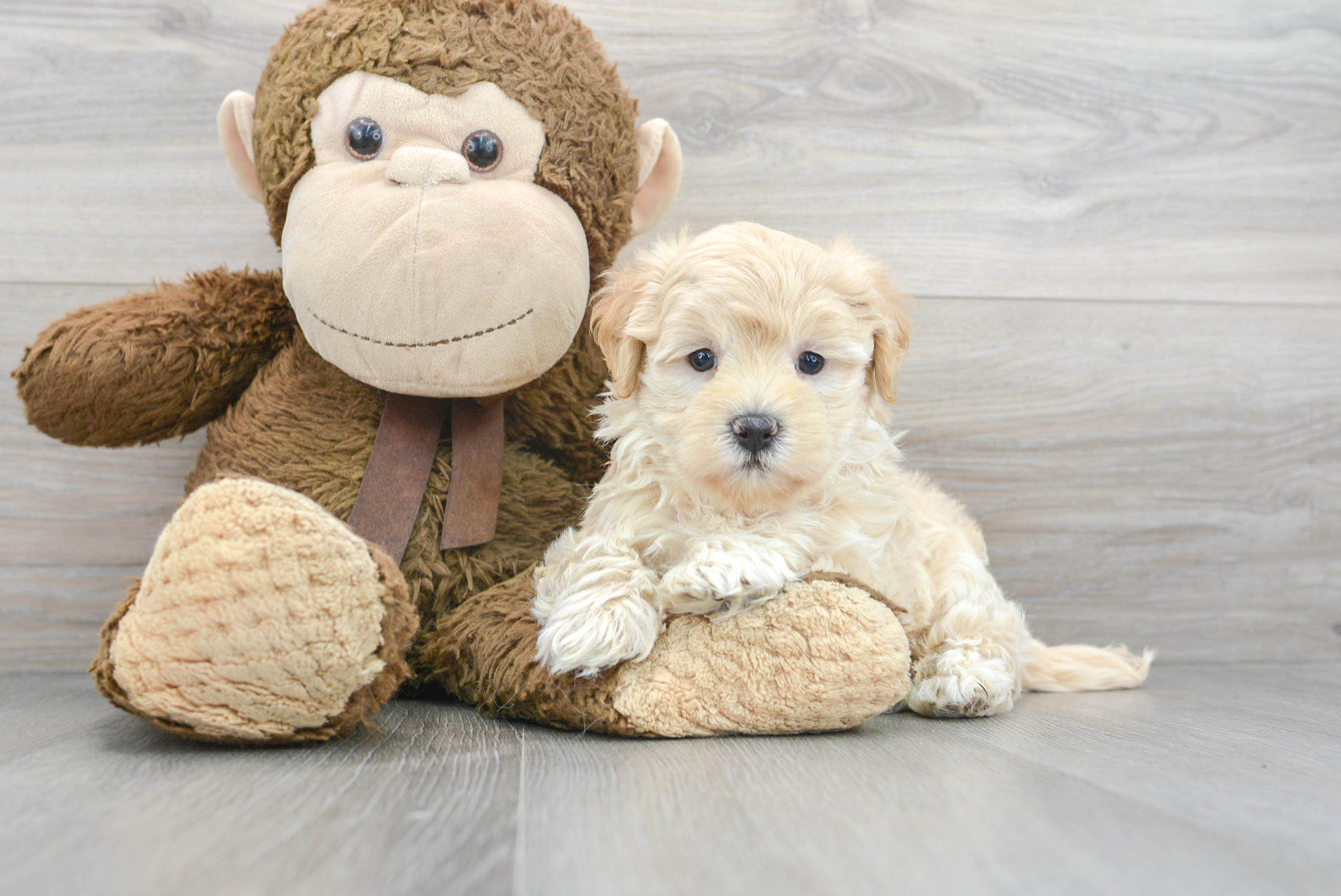 Adorable Maltese Poodle Poodle Mix Puppy