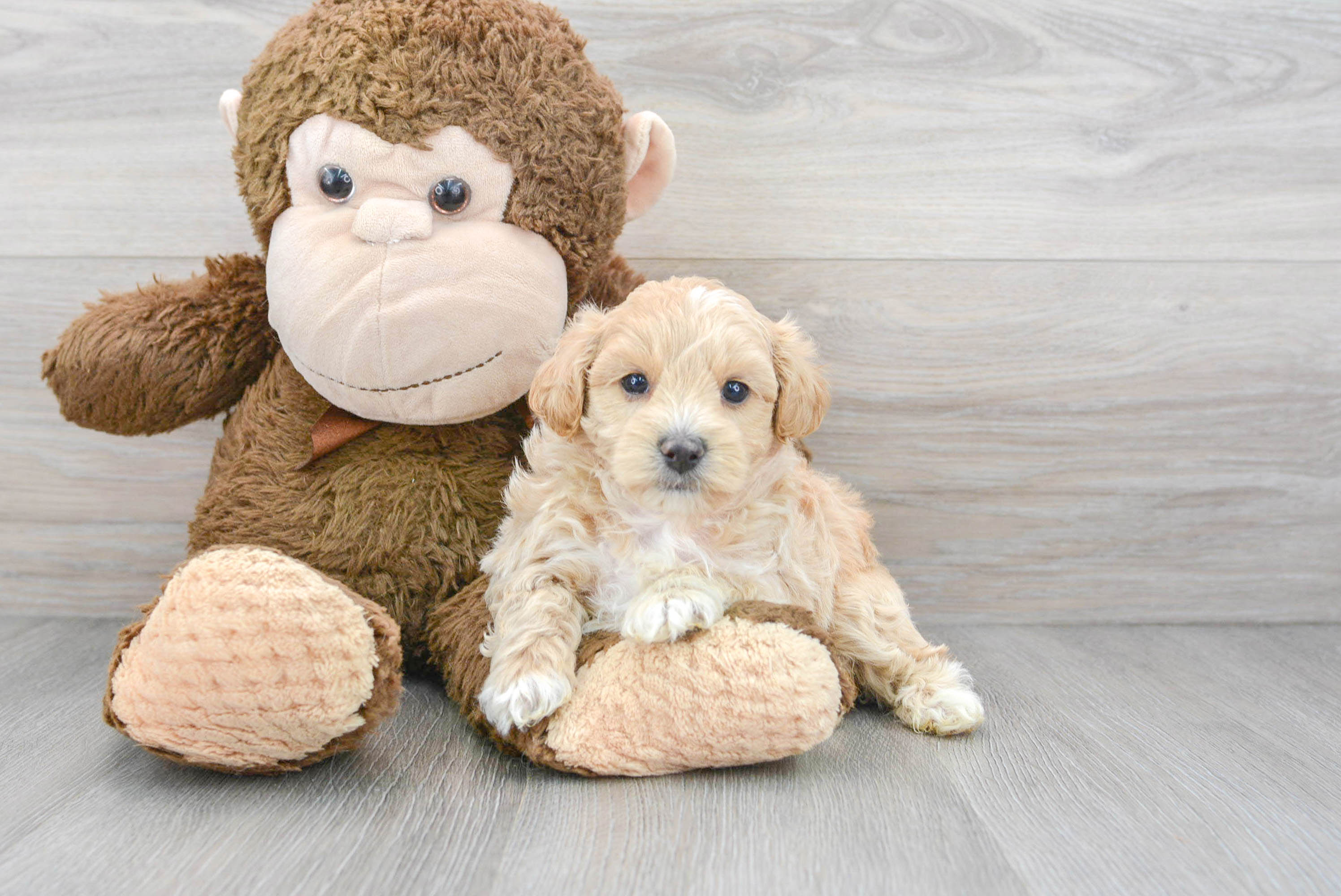 Best Maltipoo Baby