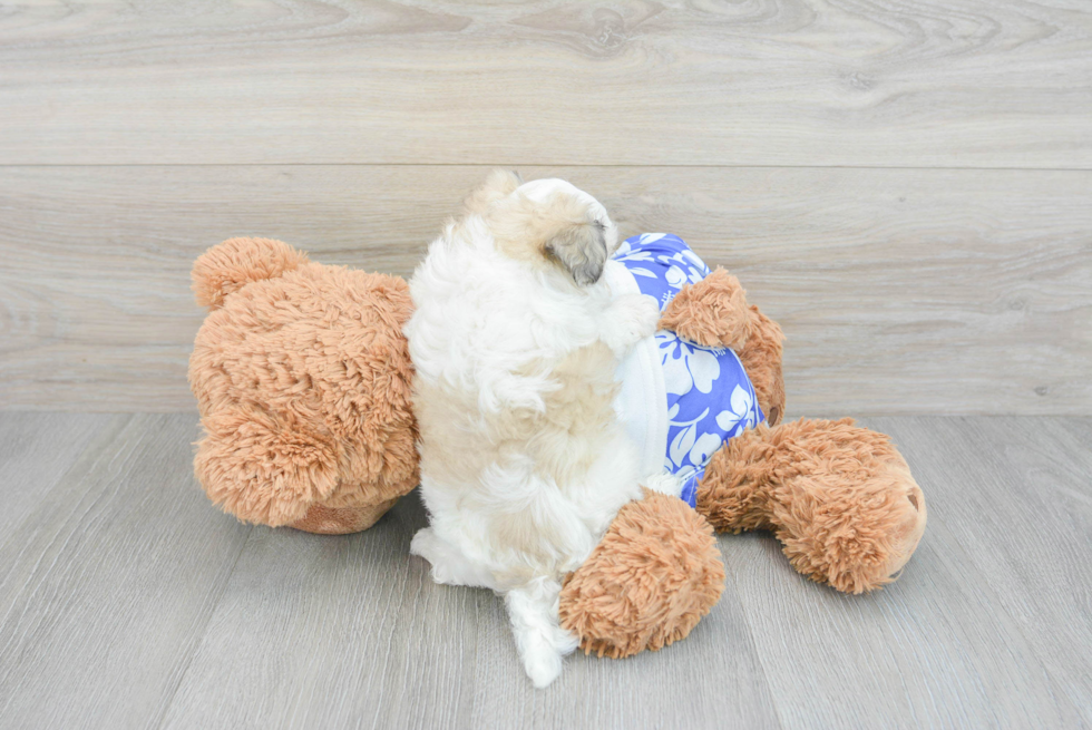 Maltipoo Pup Being Cute