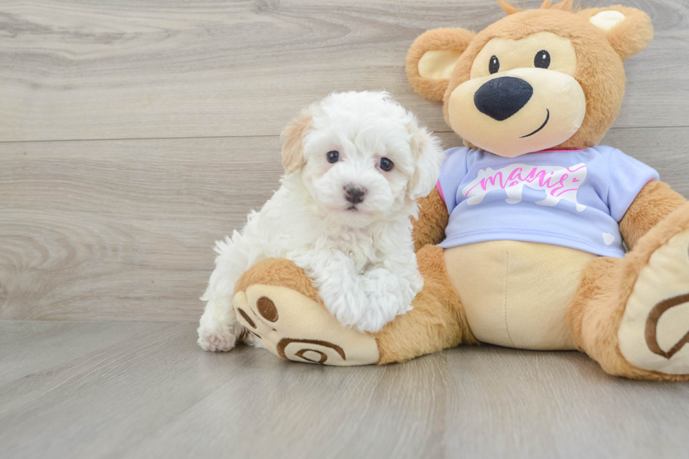 Adorable Moodle Poodle Mix Puppy