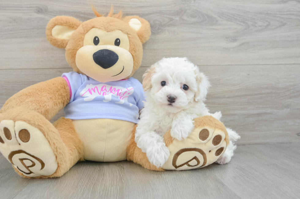 5 week old Maltipoo Puppy For Sale - Puppy Love PR