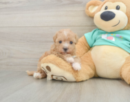 8 week old Maltipoo Puppy For Sale - Puppy Love PR
