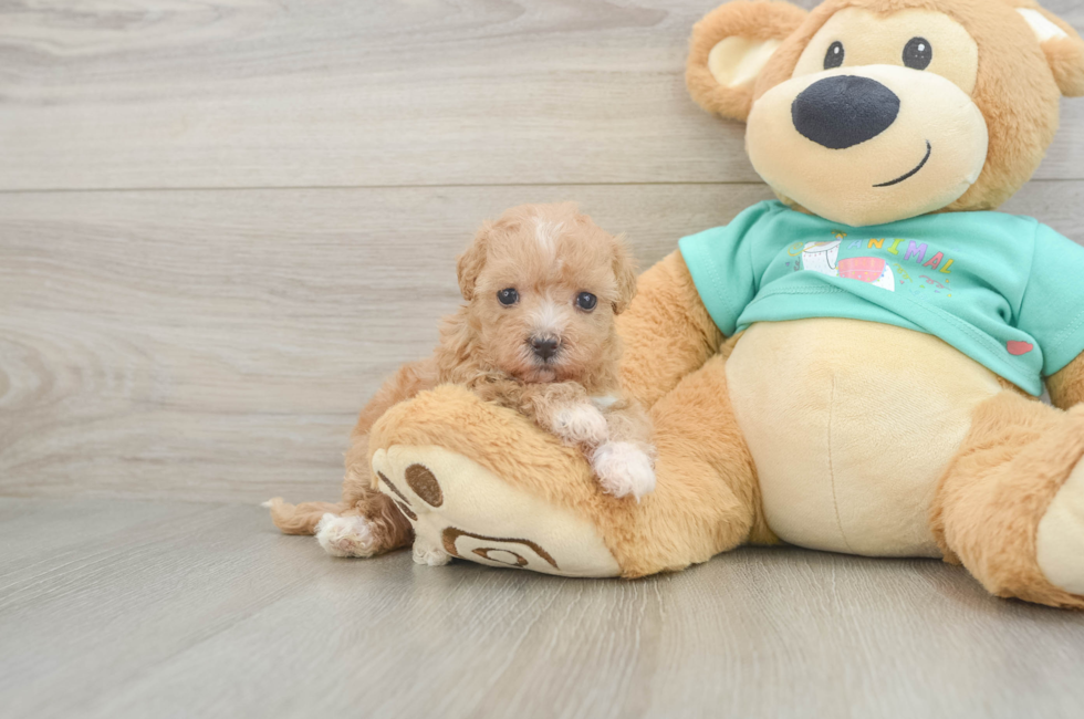 5 week old Maltipoo Puppy For Sale - Puppy Love PR