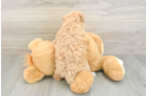 Hypoallergenic Maltese Poodle Poodle Mix Puppy