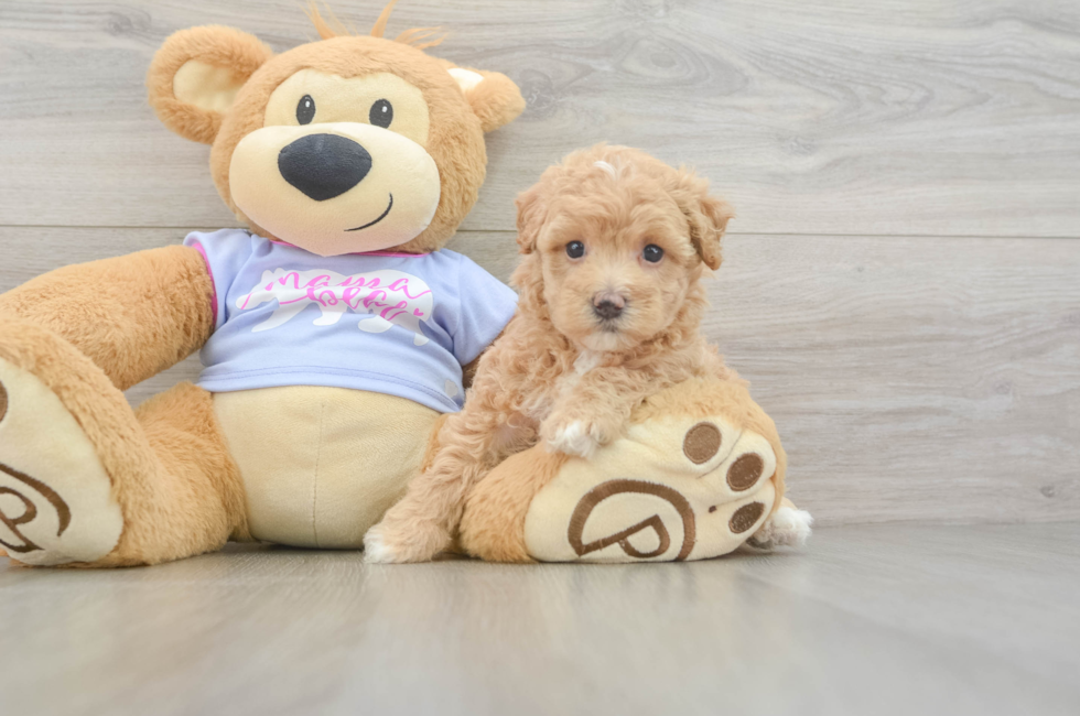 5 week old Maltipoo Puppy For Sale - Puppy Love PR
