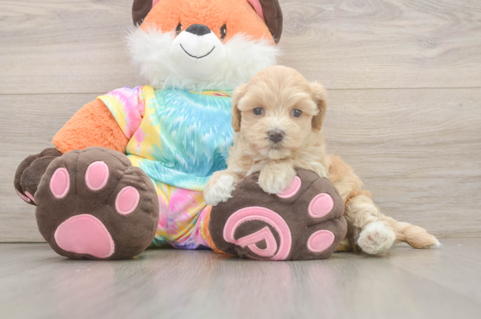 5 week old Maltipoo Puppy For Sale - Puppy Love PR