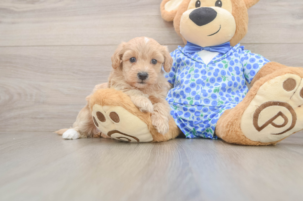 5 week old Maltipoo Puppy For Sale - Puppy Love PR