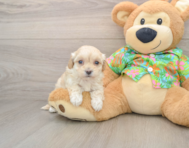 8 week old Maltipoo Puppy For Sale - Puppy Love PR