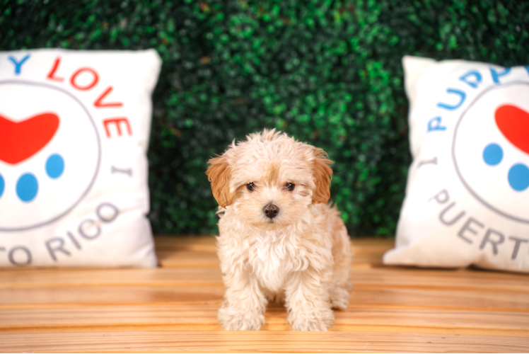 Cute Malt a Poo Poodle Mix Puppy