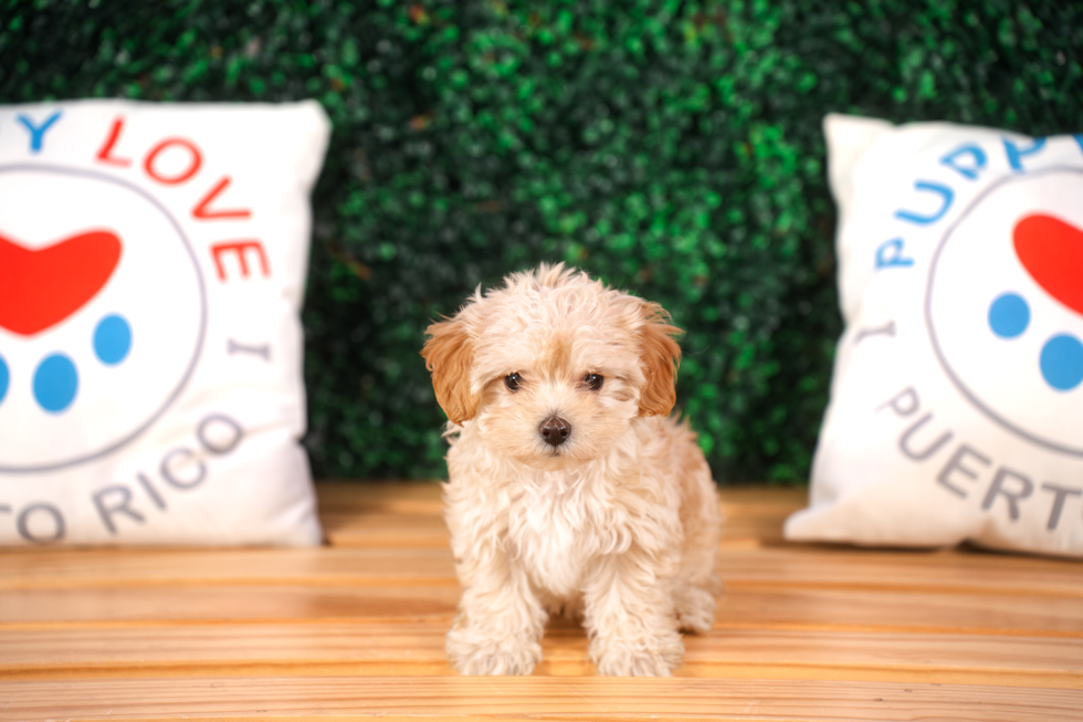 Cute Malt a Poo Poodle Mix Puppy