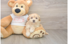 Popular Maltipoo Poodle Mix Pup