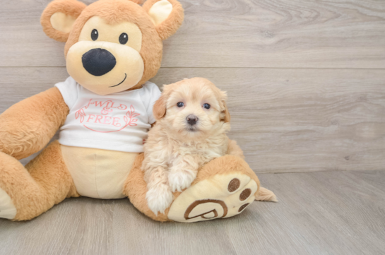 Popular Maltipoo Poodle Mix Pup