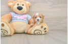 Fluffy Maltipoo Poodle Mix Pup