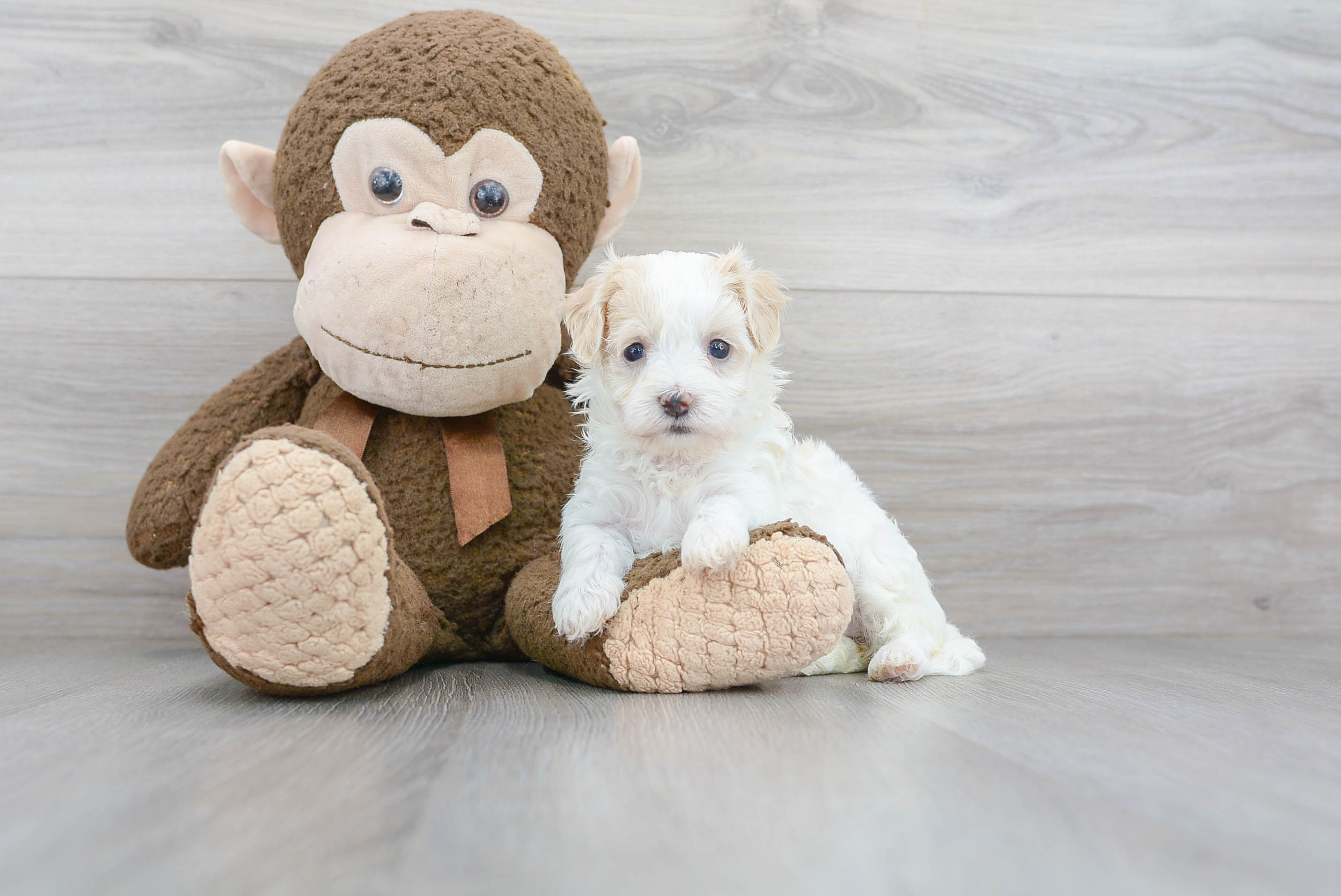 Best Maltipoo Baby