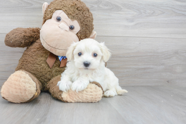 Cute Maltipoo Baby