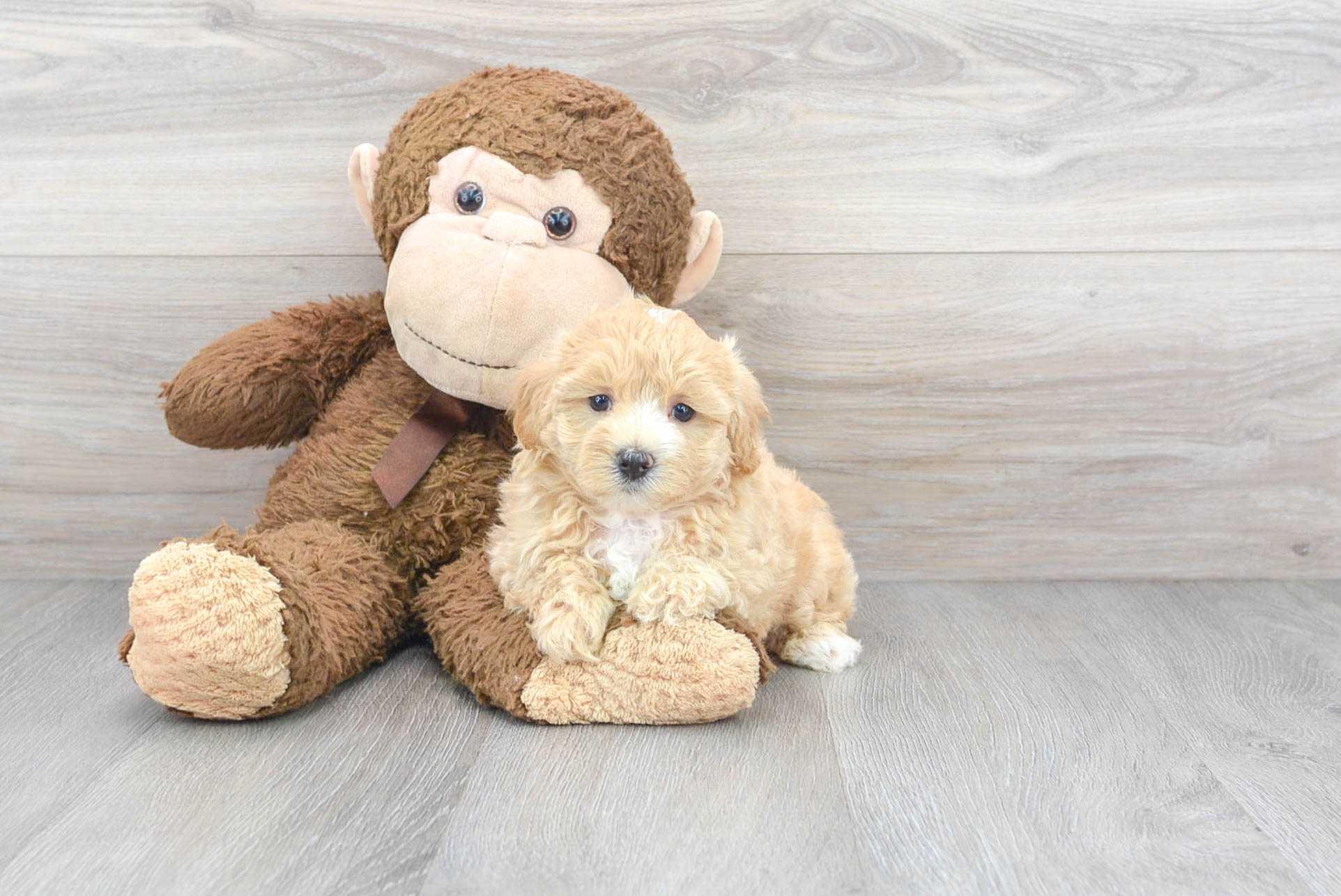 Maltipoo Pup Being Cute