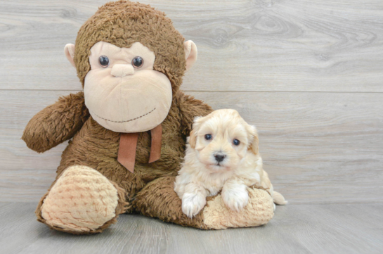Adorable Maltese Poodle Poodle Mix Puppy