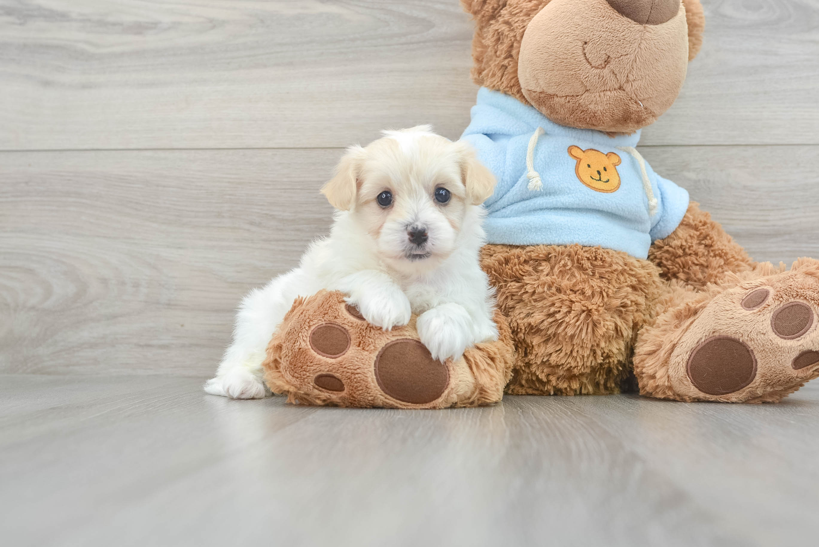 Hypoallergenic Maltese Poodle Poodle Mix Puppy