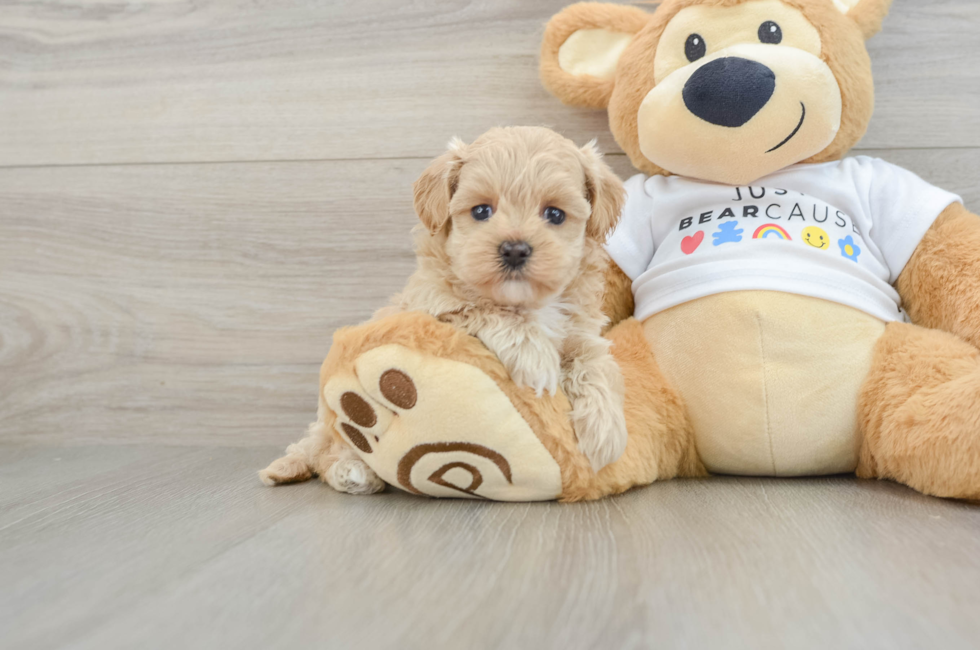 7 week old Maltipoo Puppy For Sale - Puppy Love PR