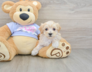 8 week old Maltipoo Puppy For Sale - Puppy Love PR