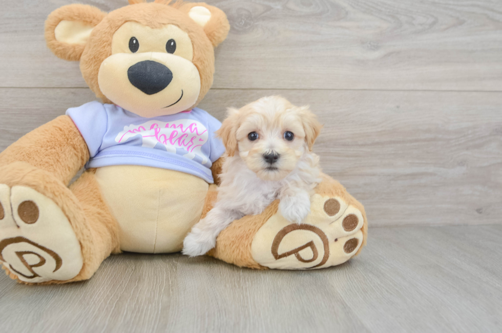 5 week old Maltipoo Puppy For Sale - Puppy Love PR