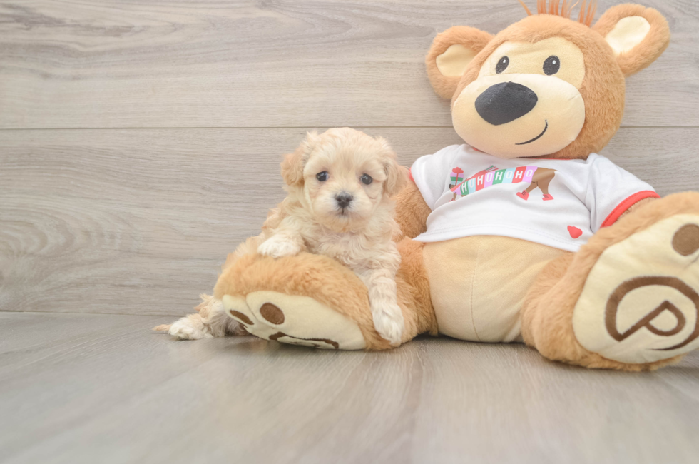 5 week old Maltipoo Puppy For Sale - Puppy Love PR