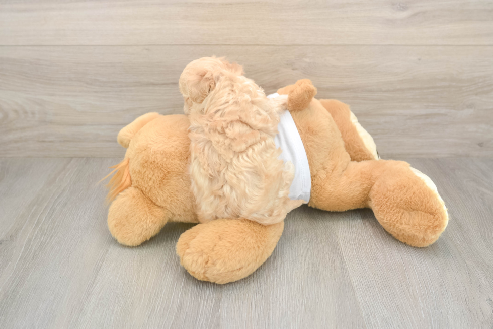 Energetic Moodle Poodle Mix Puppy