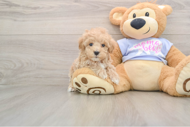 Fluffy Maltipoo Poodle Mix Pup