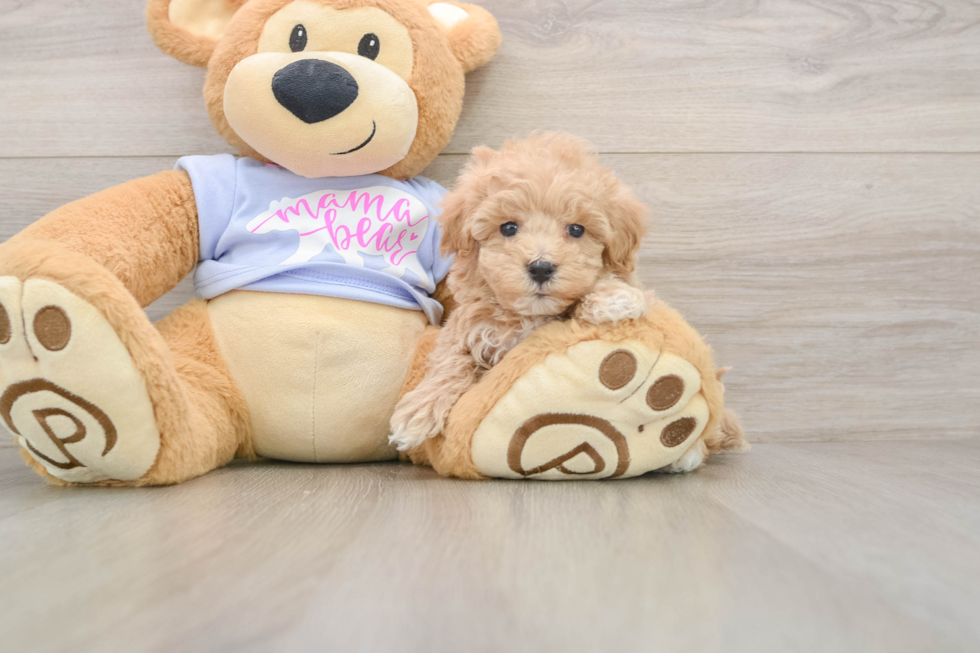 Maltipoo Pup Being Cute