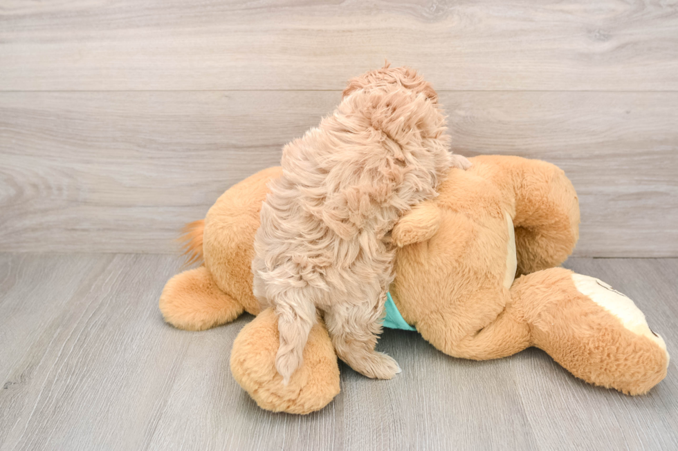 Little Maltese Poodle Poodle Mix Puppy