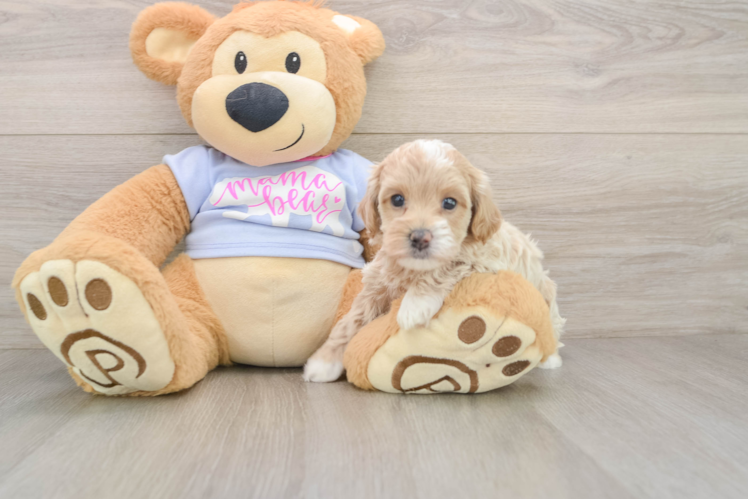 Maltipoo Puppy for Adoption