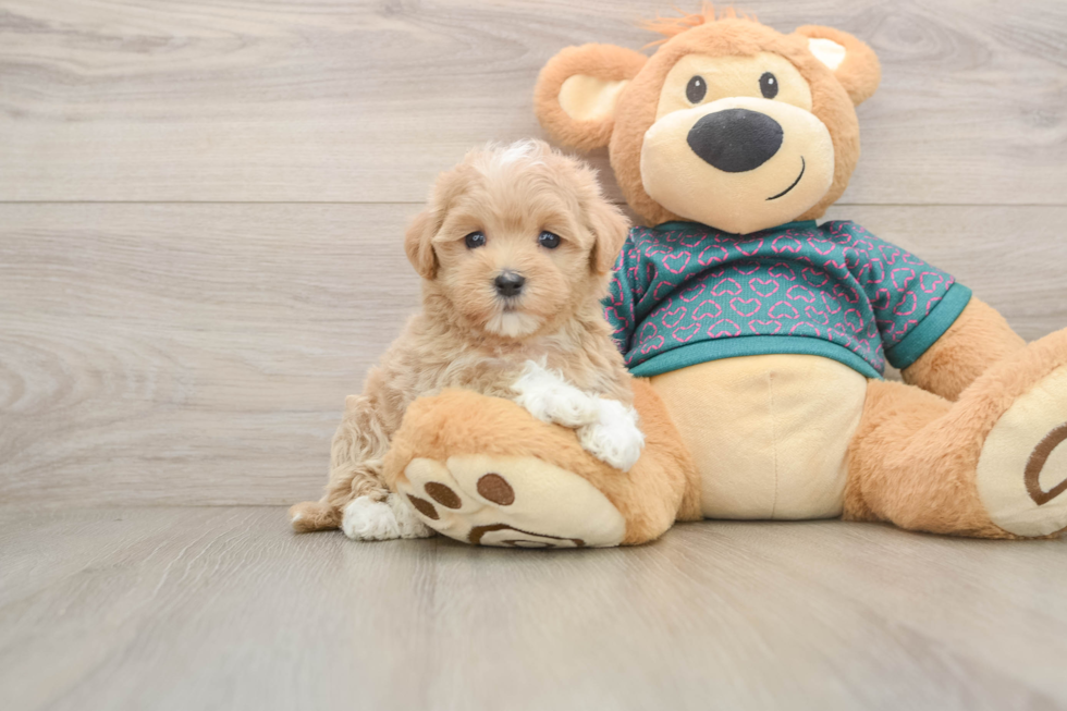 Maltipoo Puppy for Adoption