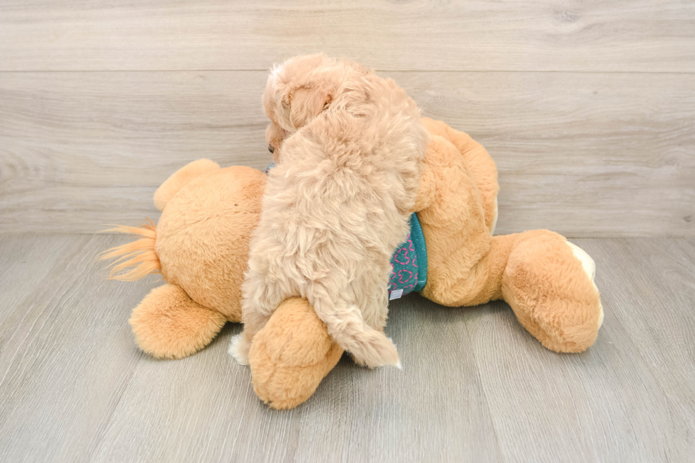 Maltipoo Puppy for Adoption