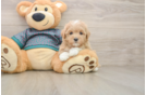 Friendly Maltipoo Baby