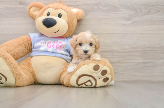 Maltipoo Pup Being Cute
