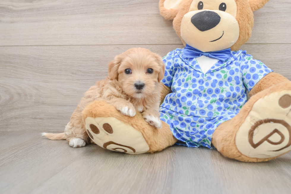 Maltipoo Puppy for Adoption